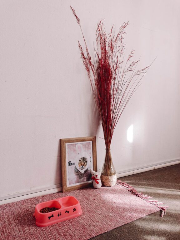 How to Set Up a Cozy Pet-Friendly Home Corner